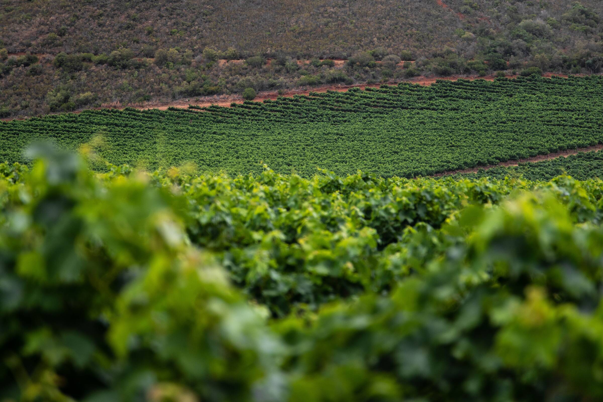 Rows of vines running across a hillside